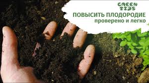 Сосна крымская: выращивание, болезни и вредители, размножение, фото