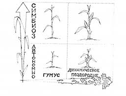 Проращивание семян кедра в домашних условиях: посадка, уход, обрезка